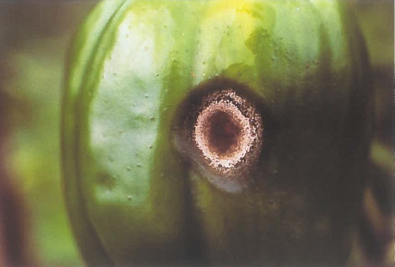 Peppers – From Sweet to Scorching – Part 3B - Pepper Diseases